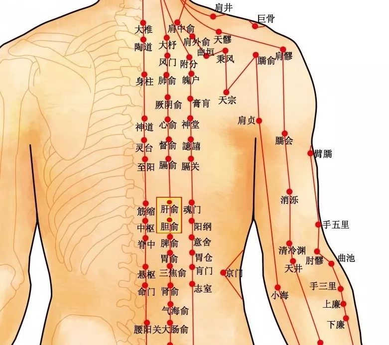 期门穴(双侧)