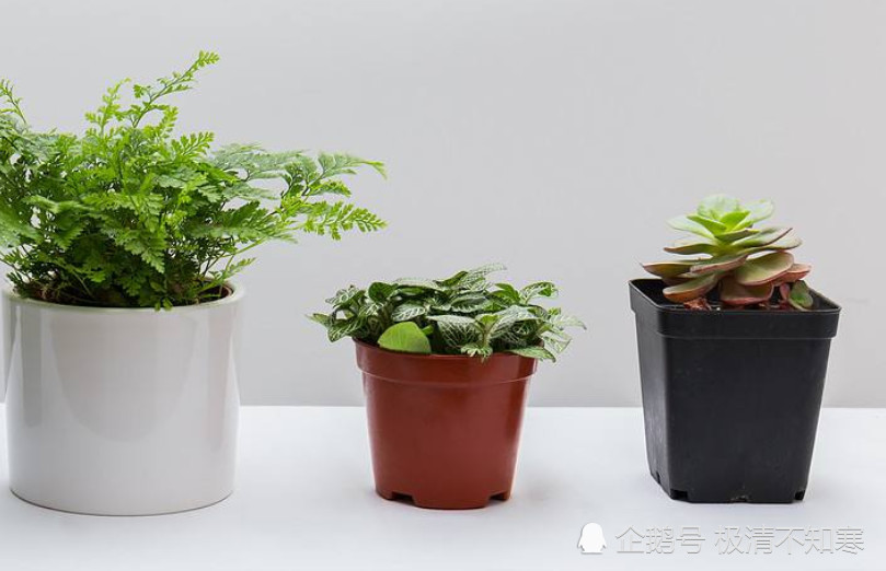 用阿司匹林和维生素c来浇花,养不好都难,看完快