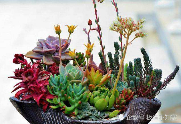 用阿司匹林和维生素c来浇花,养不好都难,看完快