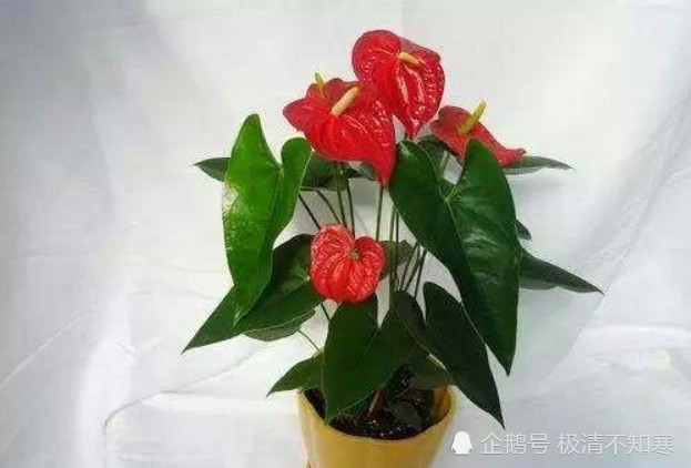 用阿司匹林和维生素c来浇花,养不好都难,看完快