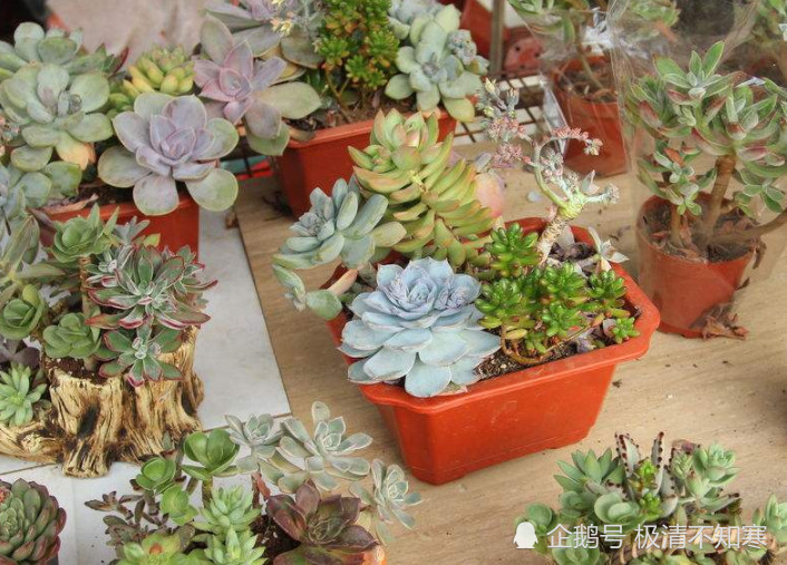 用阿司匹林和维生素c来浇花,养不好都难,看完快