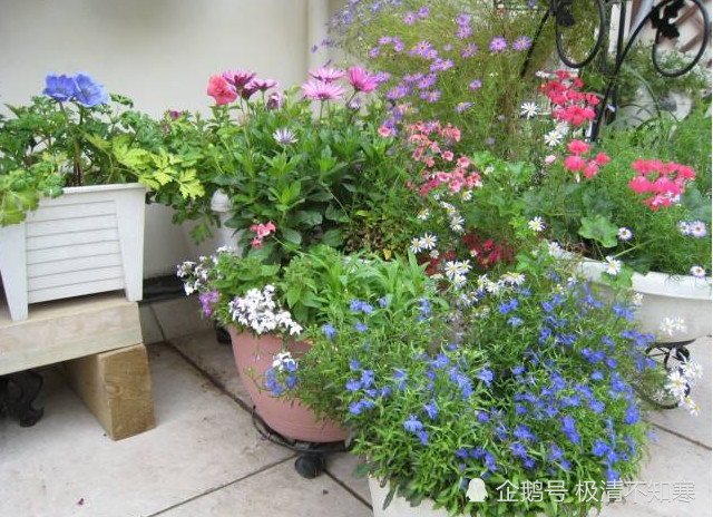 用阿司匹林和维生素c来浇花,养不好都难,看完快