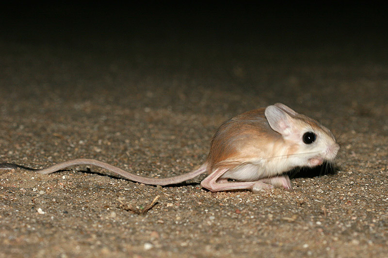 这老鼠大眼睛大耳朵大长腿还毛绒绒的,是真实存在的动物吗