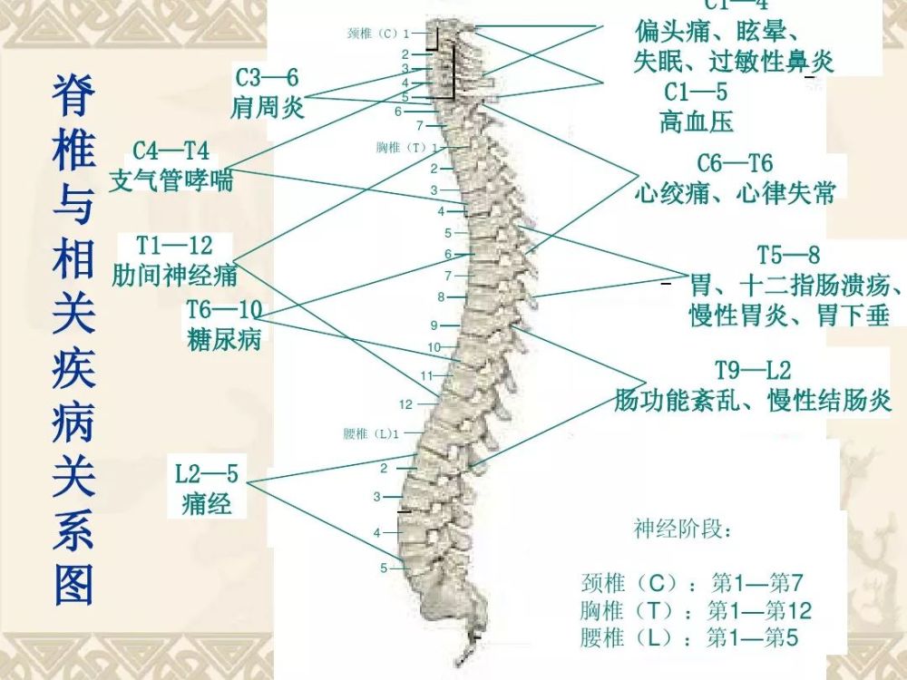 直接作用于腰背部脊柱的肌肉有背肌,腰肌.