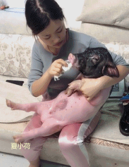 搞笑gif趣图:就你这样的小身板,也敢去当伴郎啊!