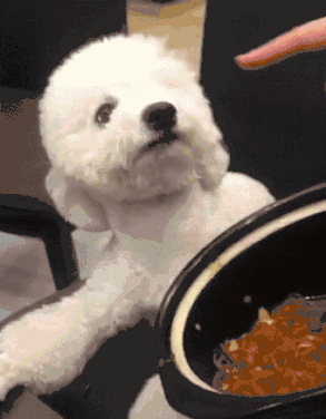 壁纸 大熊猫 动物 狗 狗狗 293_376 竖版 竖屏 手机 gif 动态图 动图