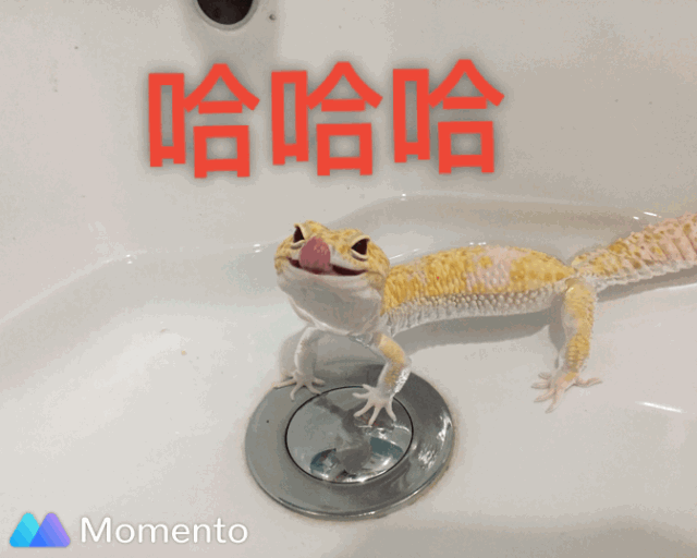 【kate 与爬同行】「龙孩子」的