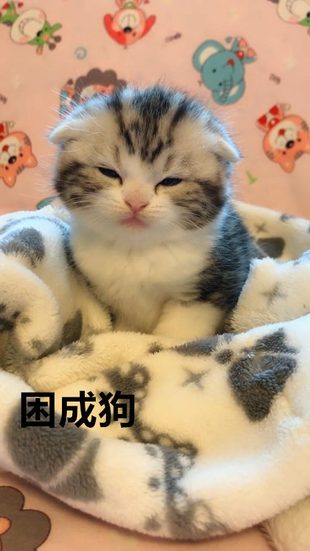 小猫咪困的睁不开眼睛,一看见好吃的,猫咪的反应瞬间