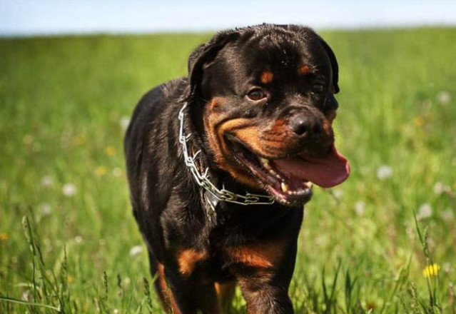 恶犬排名_世界十大恶犬排名图片(2)