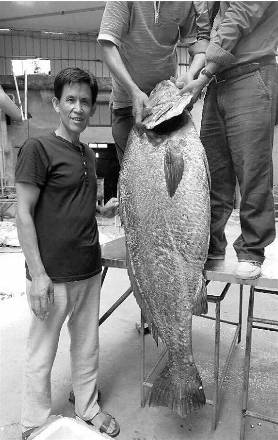 浙江渔民捕到大鱼开价110万 鱼鳔价比黄金_腾