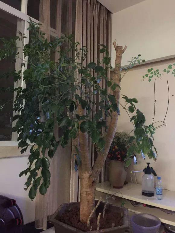幸福树戳到天花板,一刀砍下去,蹭蹭冒芽美翻天!