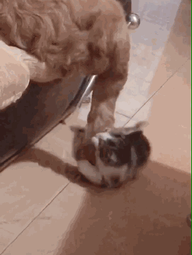 小猫见到后可能感到比较好玩,就不停的去用自己的小猫爪摸狗尾巴,一