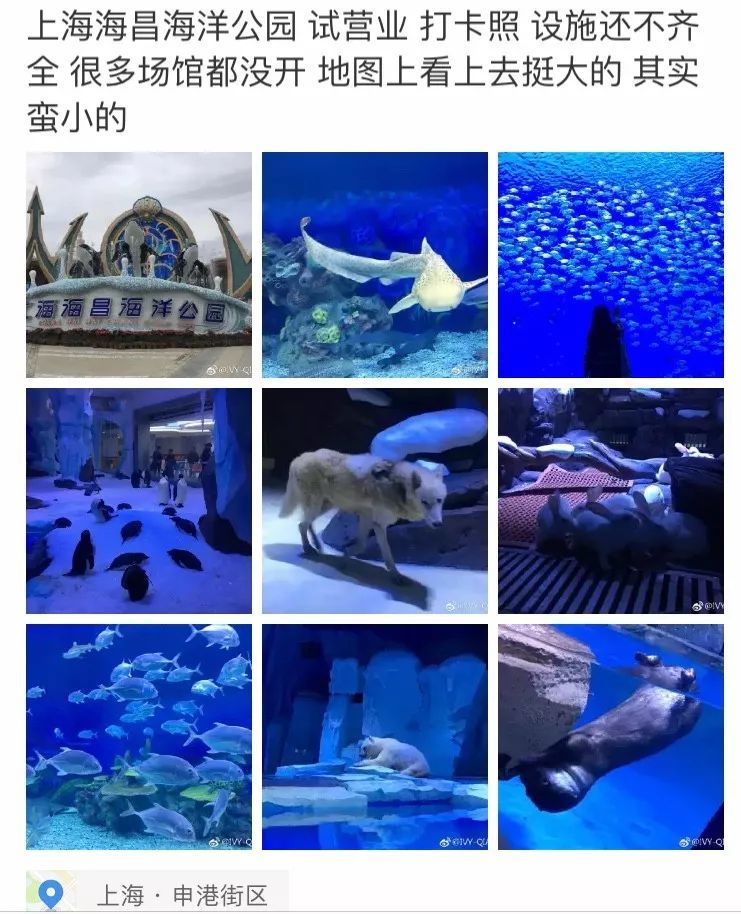 海昌海洋公园,身份证,买家秀,上海,虎鲸