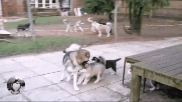 二哈,雪橇犬,小奶狗,阿拉斯加,哈士奇