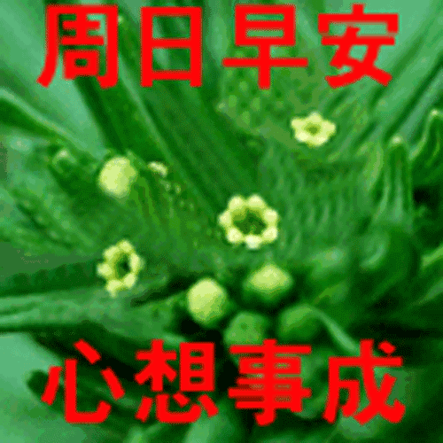 2018最新早晨问候动态表情图片 最美早安问候图片带字