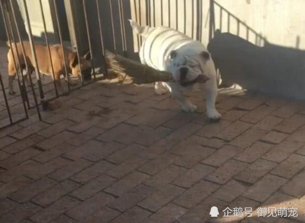 斗牛犬一本正经咬着扫把 本以为要帮主人扫地 结果让人崩溃 看点快报