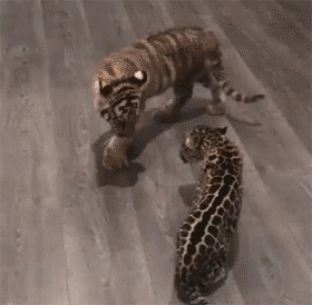 壁纸 动物 虎 老虎 猫 猫咪 小猫 桌面 280_274 gif 动态图 动图