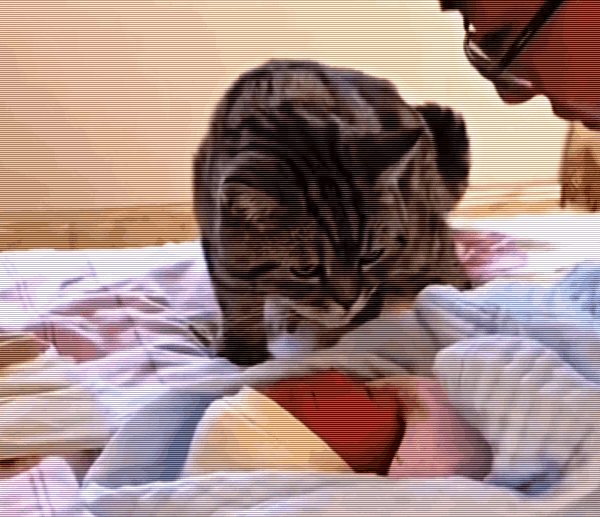 抬起头来的猫咪,盯着熟睡中的宝宝,它陷入了沉思.