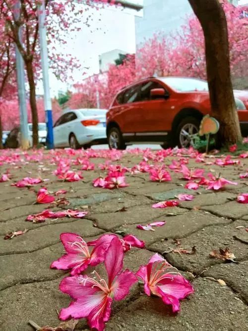 花开尽后,散落一地,地上犹如铺了一层红绒地毯