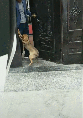 狗狗不想回家,被主人强拉进门,邻居一看笑个不停!