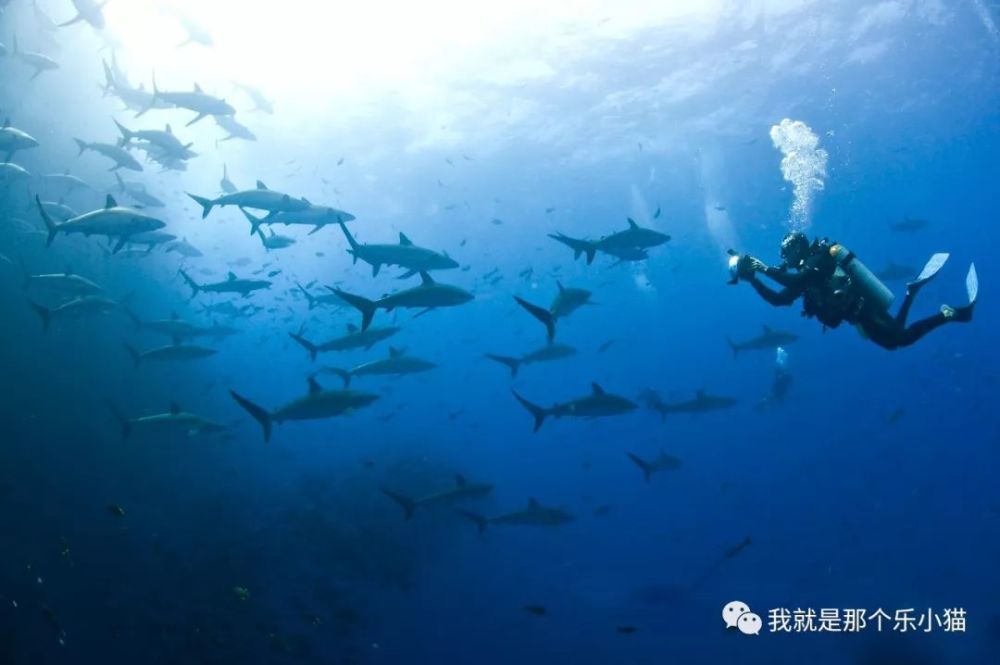 情迷蓝色星球聚集地——遇见索科罗岛socorro