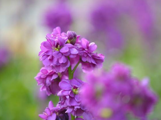 13种高贵的紫色花 只为给你一片紫海 看点快报