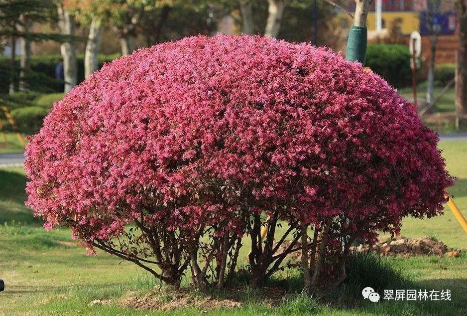 宜宾常见灌木——红花继木