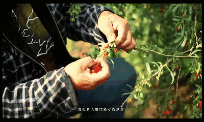 这也是无数次买过劣质枸杞得到的经验 想要找到真正好的 除了孜孜