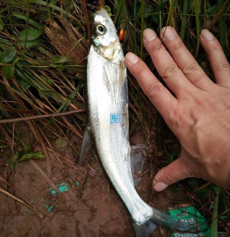 山区深沟水库,探钓野生黄尾鲴和翘嘴鱼,钓获满满2箱野生水库鱼