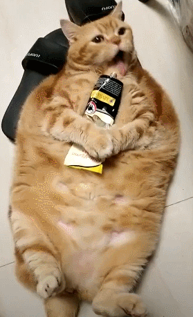 橘猫长了一身肉,抱着营养膏吃不停,网友:要吃破
