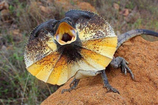 伞蜥蜴也是澳大利亚一种独有的标志性爬行动物