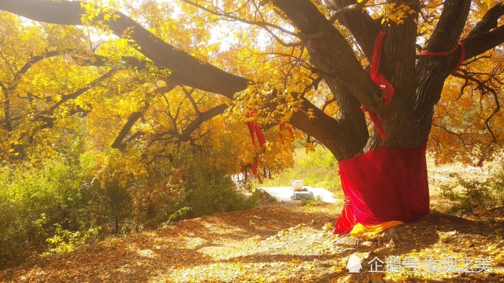 南票缸窑岭,深山古刹杳人来,枫树千年无人知