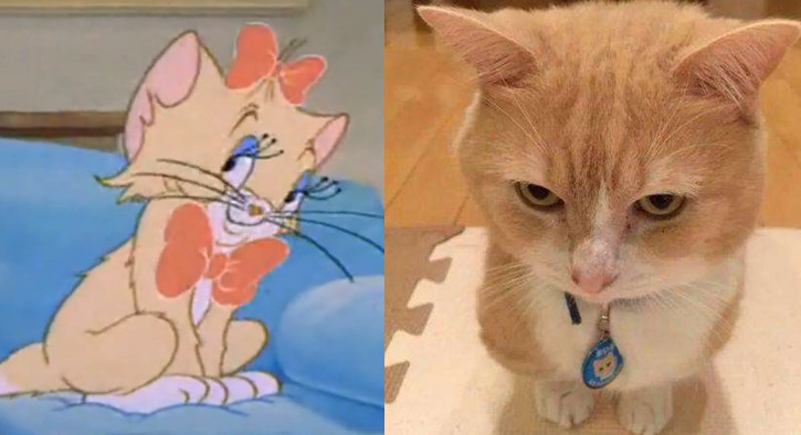 猫和老鼠:汤姆爱过的女猫,图4最性感,最后一只发育比人类还好