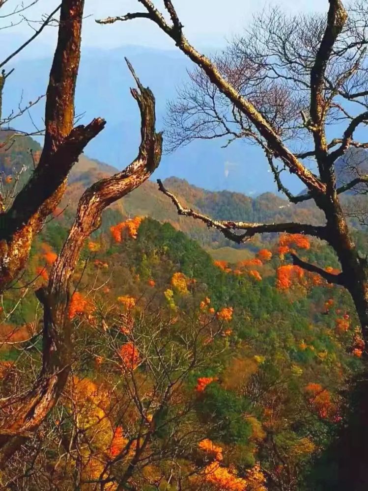 四川发布今年首期红叶指数!旺苍这个地方上榜一级观赏