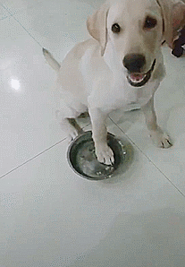 拉布拉多以为只要乖乖听指令坐下就有饭吃,结果被骗了生气地甩碗