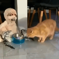 宠主用怪物吓橘猫,橘猫照样过去吃饭,果然没辜负这身