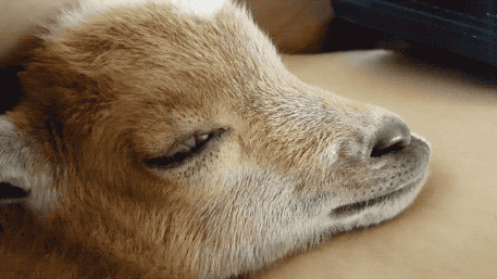 壁纸 动物 狗 狗狗 457_257 gif 动态图 动图