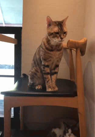 壁纸 动物 猫 猫咪 小猫 桌面 312_451 竖版 竖屏 手机 gif 动态图 动