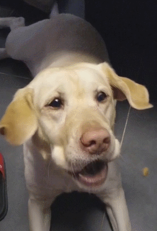 壁纸 动物 狗 狗狗 312_459 竖版 竖屏 手机 gif 动态图 动图