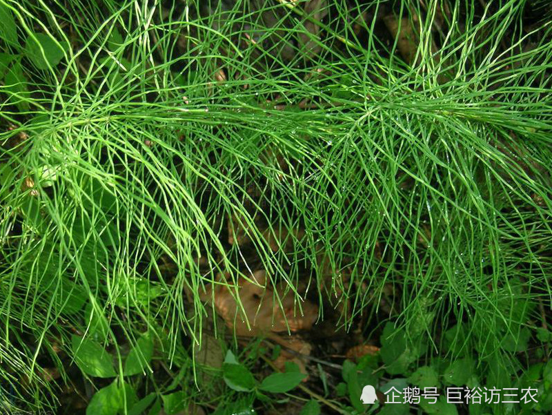 农村这种植物,有"缺德草"之称,价值珍贵能吸金,农民却
