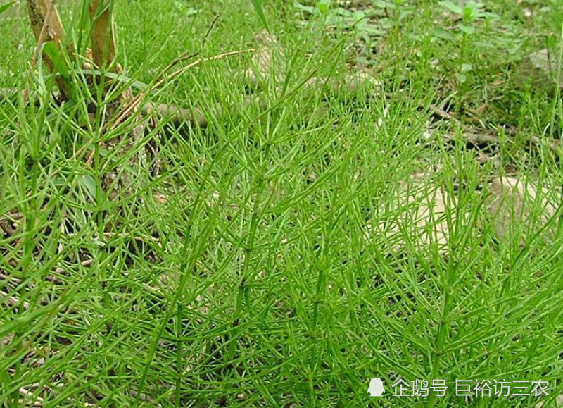 农村这种植物,有"缺德草"之称,价值珍贵能吸金,农民却