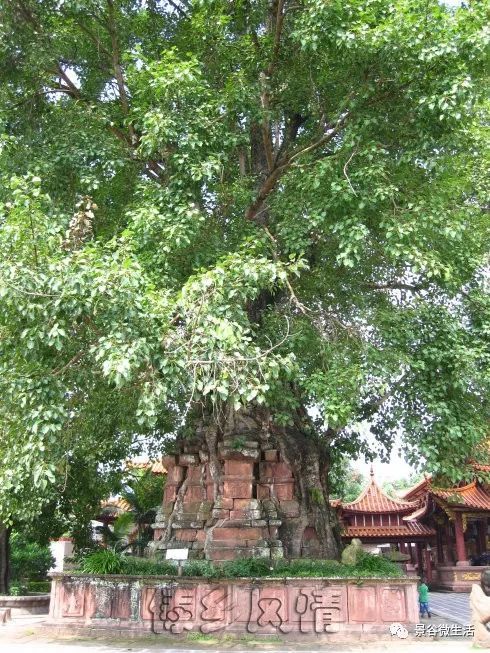 景谷"塔包树和树包塔"正在维复中