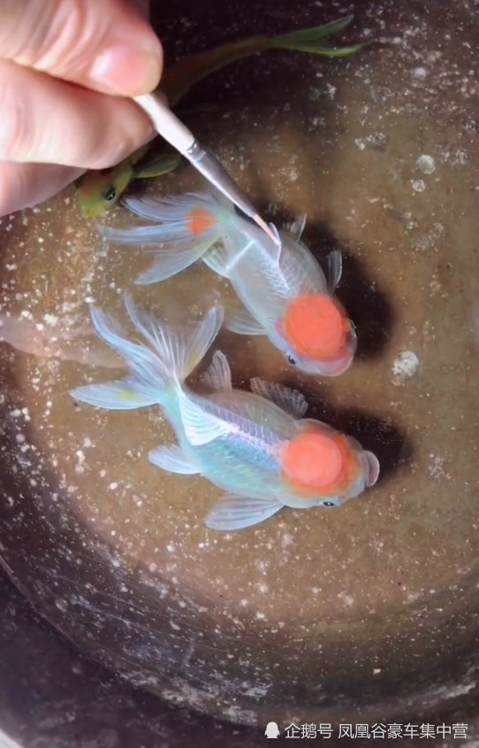 美术生用树脂作画,看到金鱼的鱼鳍后,网友:十万块我买