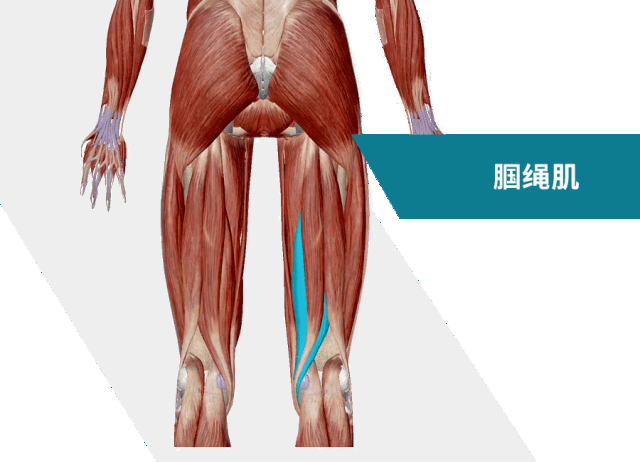 腘绳肌=半腱肌 半膜肌 股二头肌长头