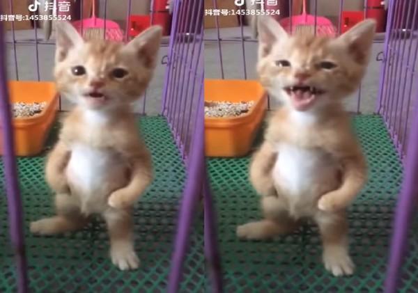 猫咪,表情包,抖音,宠物,猫
