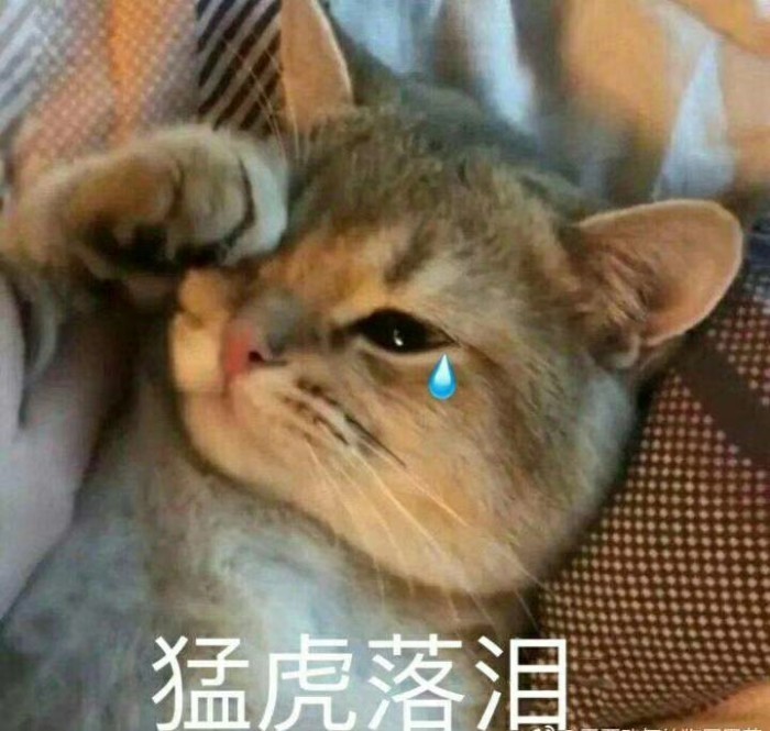 猫咪,表情包,抖音,宠物,猫