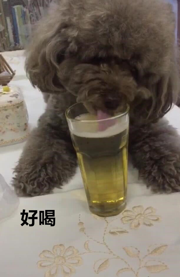 泰迪狗狗喝啤酒,大口大口喝的真香,简直就是小酒鬼