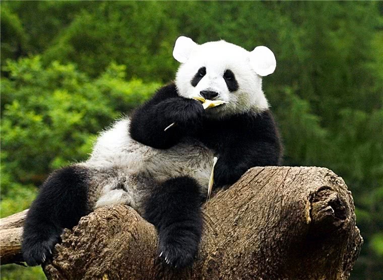 把大熊猫的耳朵p成白色大熊猫:你的良心不会痛吗?