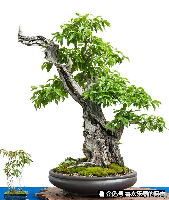盆景素材农村有很多,这些不起眼的树木都可以