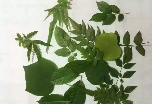 制作树叶拓印画当然少不了叶子啦,各种形状的叶子都收集一些吧 ▼